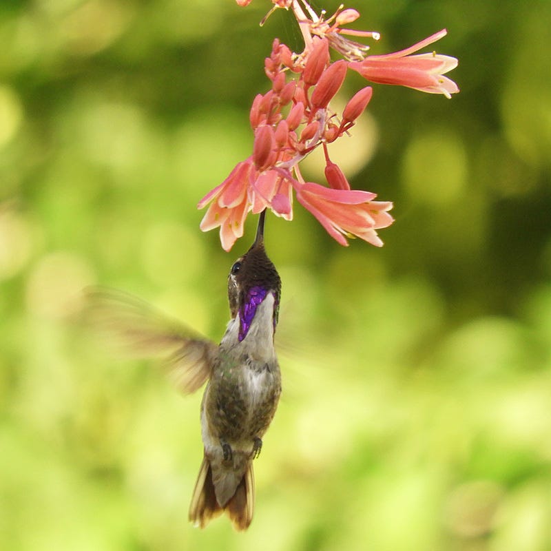  Hummingbird Paradise Hesperaloe Collection
