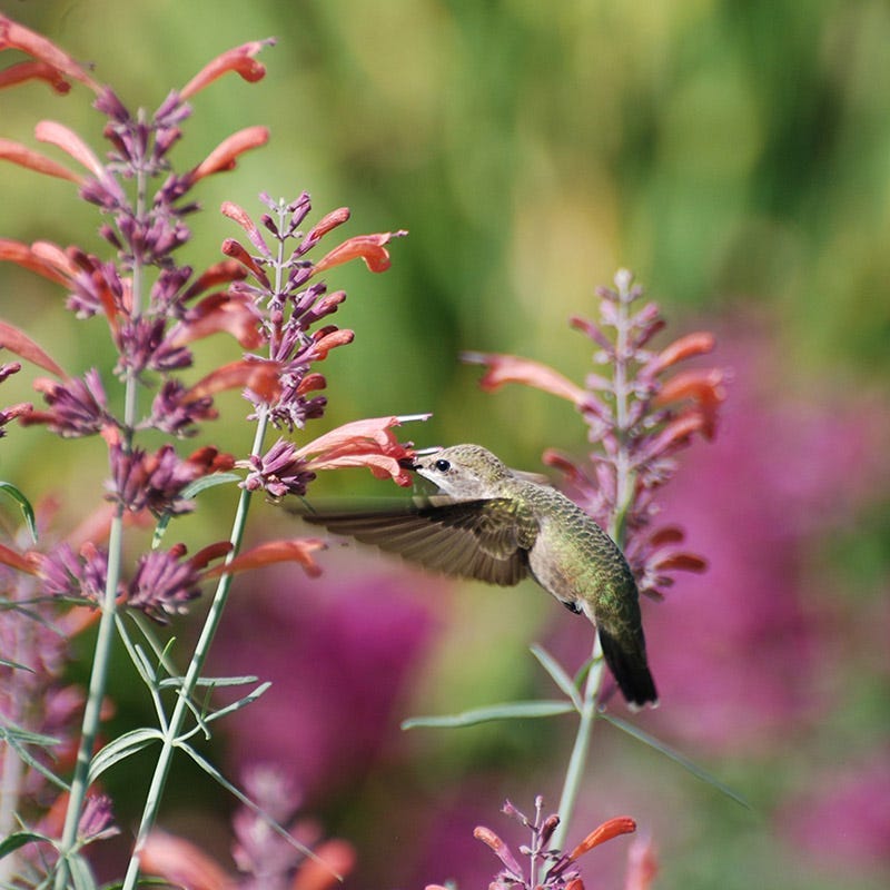  Habitat Hero Birdwatcher Pre-Planned Garden