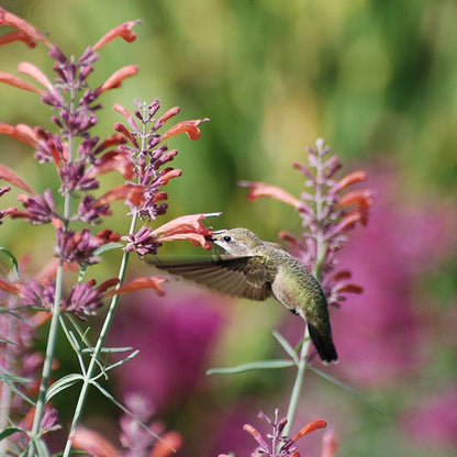  Habitat Hero Birdwatcher Pre-Planned Garden