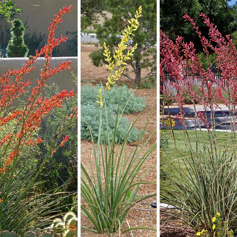  Hummingbird Paradise Hesperaloe Collection