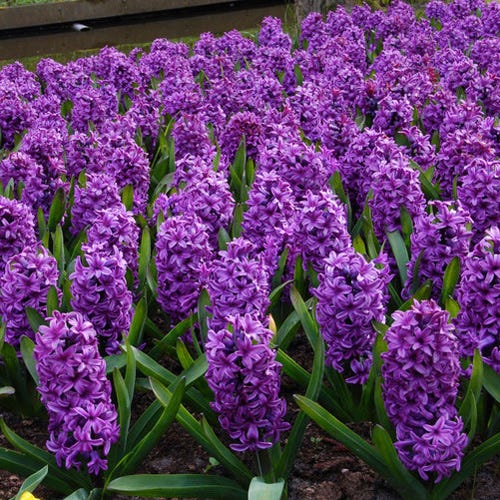  Miss Saigon Hyacinth