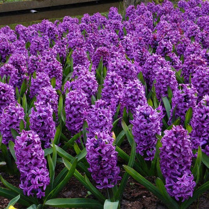  Miss Saigon Hyacinth