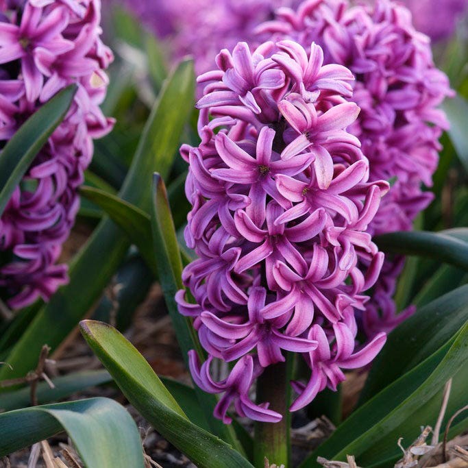  Spring Is In The Air Bulb Collection