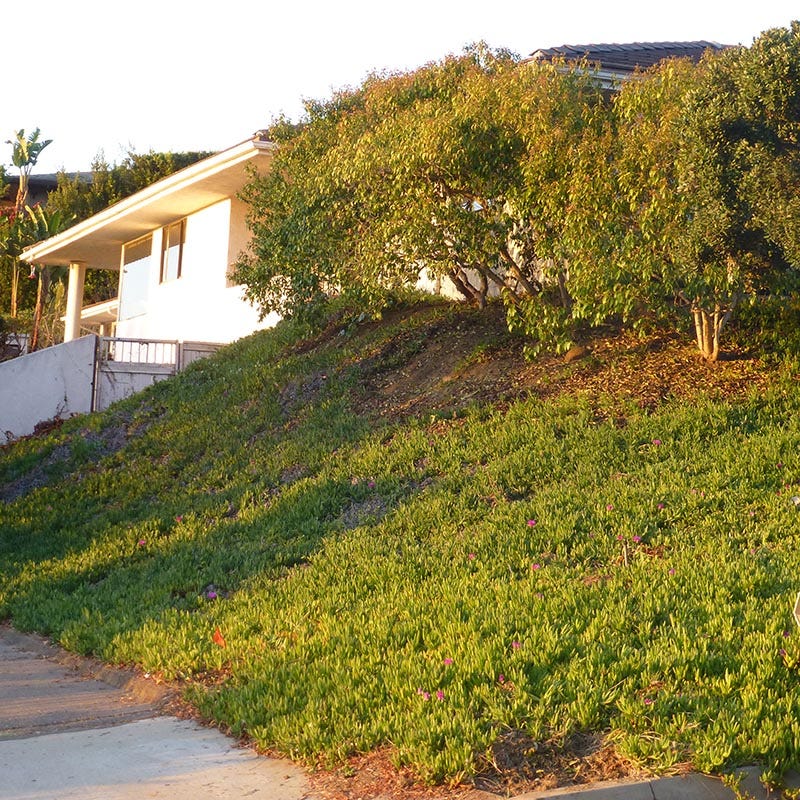  Cooper's Hardy Ice Plant