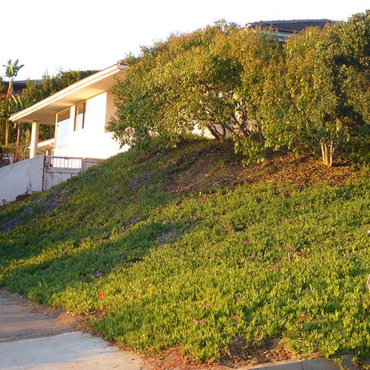  Cooper's Hardy Ice Plant