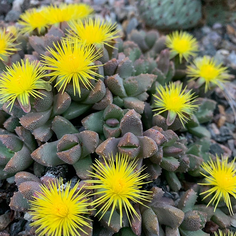  Night-Blooming Ice Plant (Stomatium)