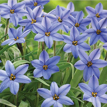  Jessie Spring Starflower