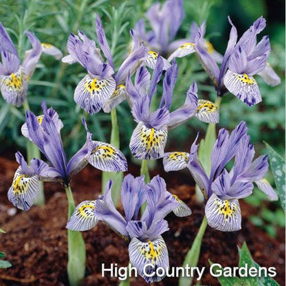  Katharine Hodgkin Specie Iris (Mini Iris)