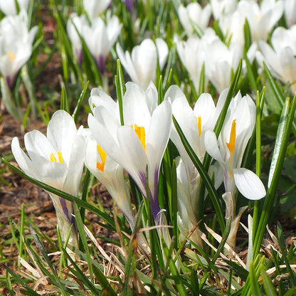  Joan Of Arc Dutch Crocus