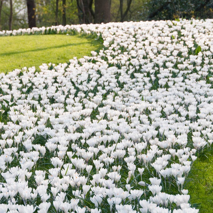  Magic Carpet Bulb Collection