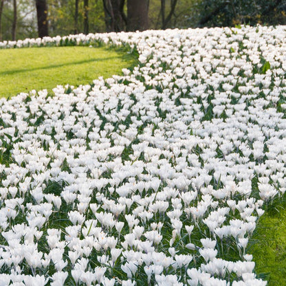  Magic Carpet Bulb Collection