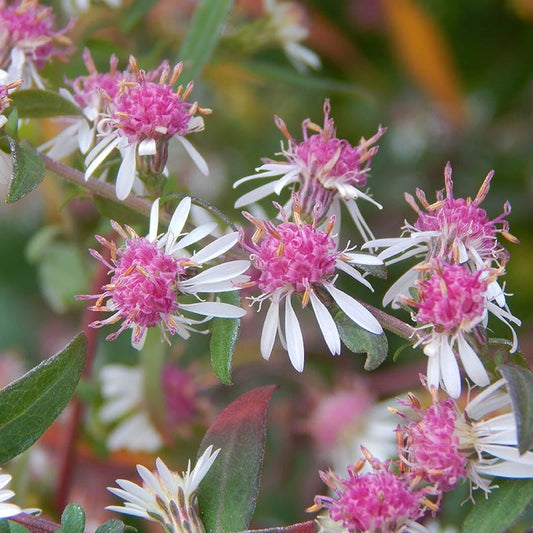  Lady In Black Aster