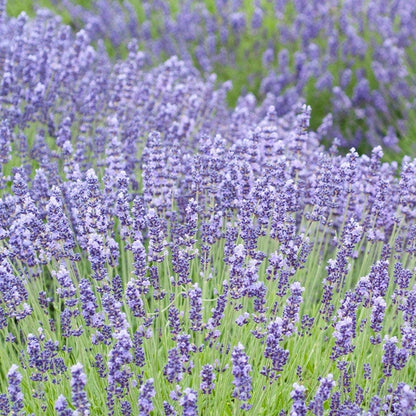  Royal Velvet English Lavender
