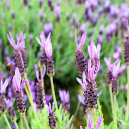  Purple Ribbon Spanish Lavender