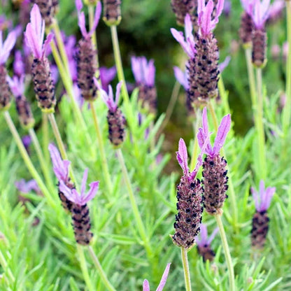  Purple Ribbon Spanish Lavender