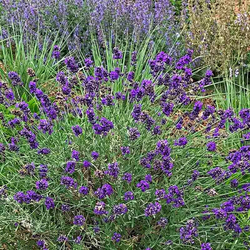  FlowerKisser® After Midnight English Lavender