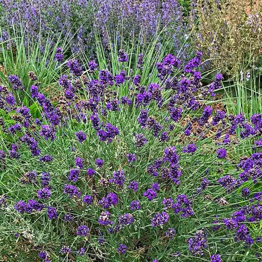  FlowerKisser® After Midnight English Lavender