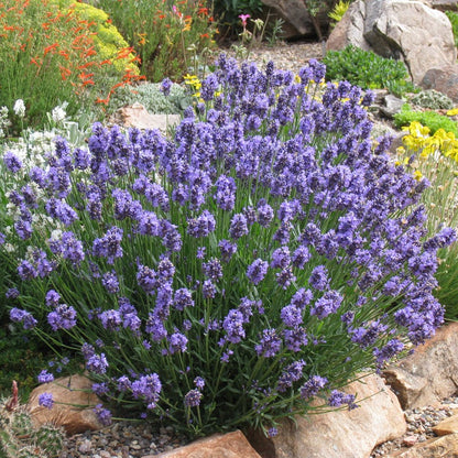  Thumbelina Leigh Dwarf English Lavender