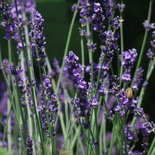  Sharon Roberts English Lavender