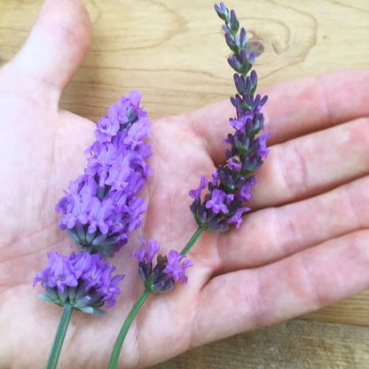  Sensational!™ Lavender