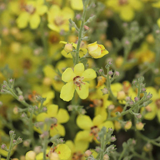  Letitia Flannel Plant (Verbascum)