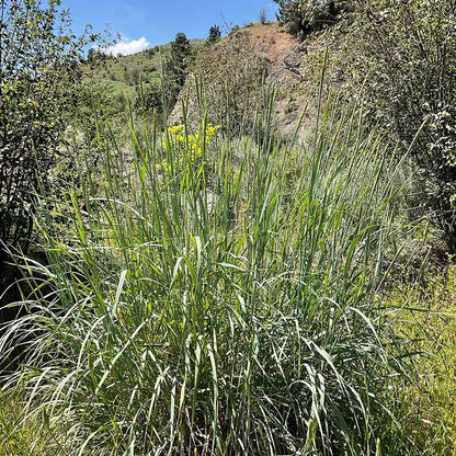  Great Basin Wildrye
