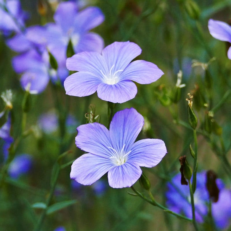  Spanish Blue Flax (Linum)