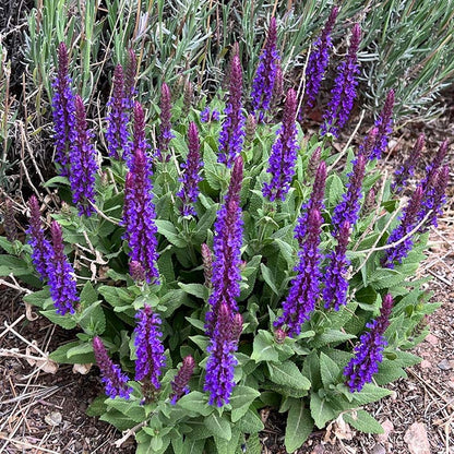  Little Night Salvia
