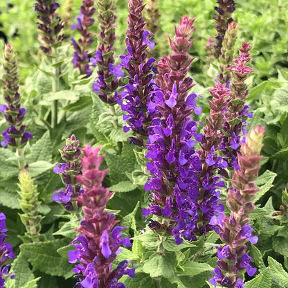  Little Night Salvia