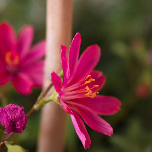  Little Raspberry Lewisia