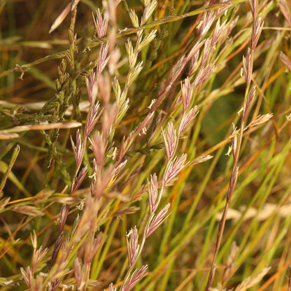  Annual Rye Grass Seeds