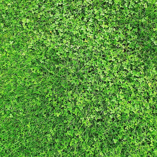  Microclover & Low-Water Lawn Seed Mix