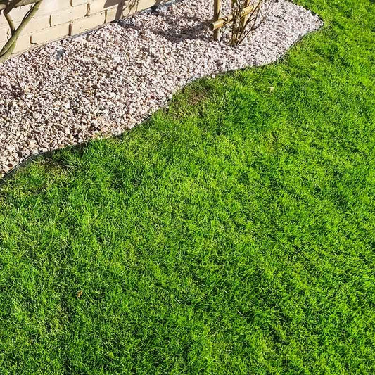  Low Work And Water Dwarf Fescue Grass Seed