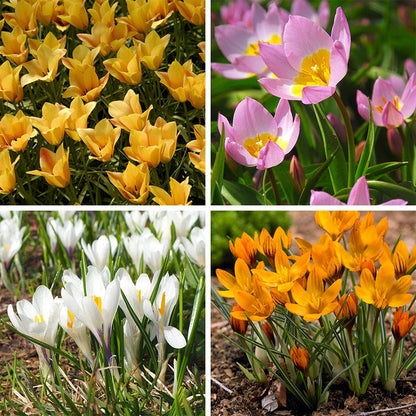  Magic Carpet Bulb Collection