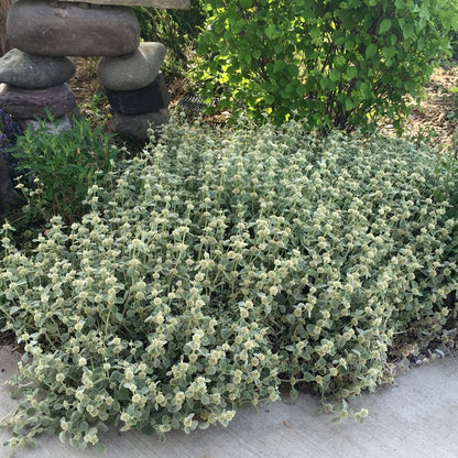  Silver Edged Horehound (Marrubium)