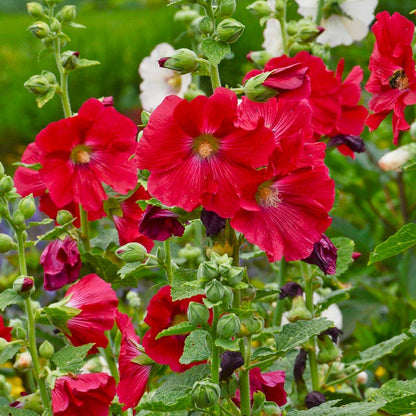  Mars Magic Single Hollyhock