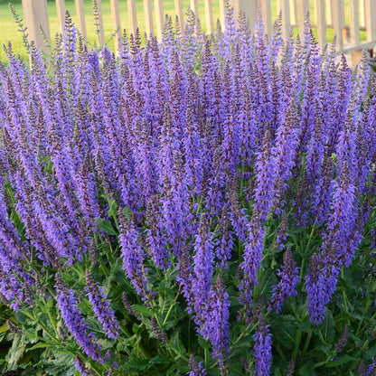  May Night Salvia