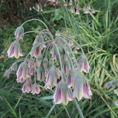  Mediterranean Bells