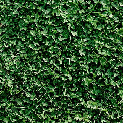  Microclover & Low-Water Lawn Seed Mix