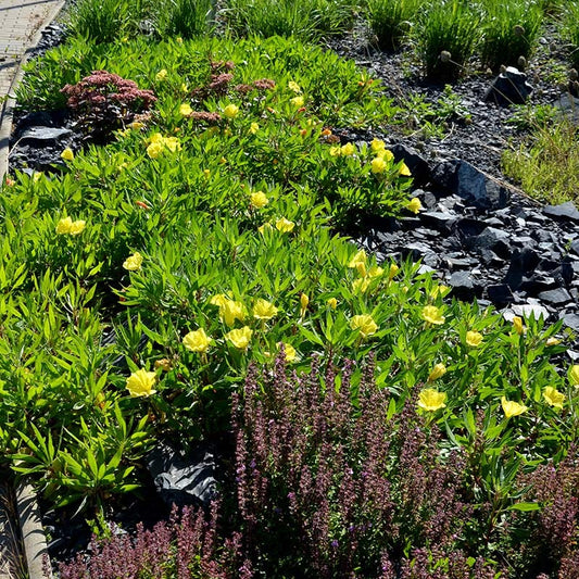  Missouri Evening Primrose