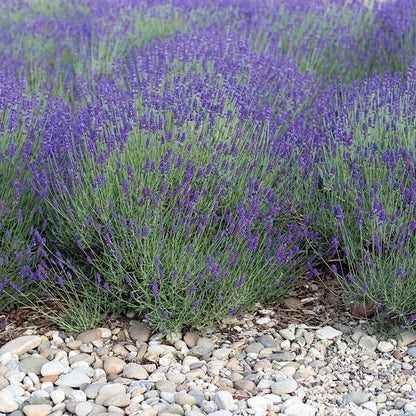  August Afternoons Pre-Planned Garden
