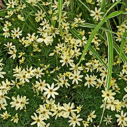  Moonbeam Coreopsis