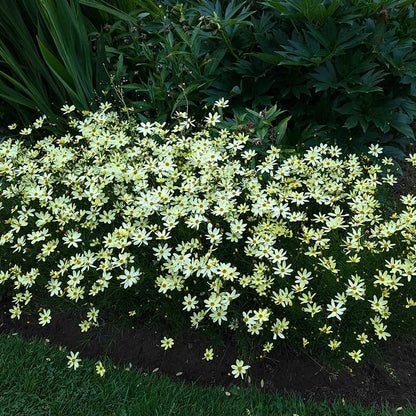  Moonbeam Coreopsis
