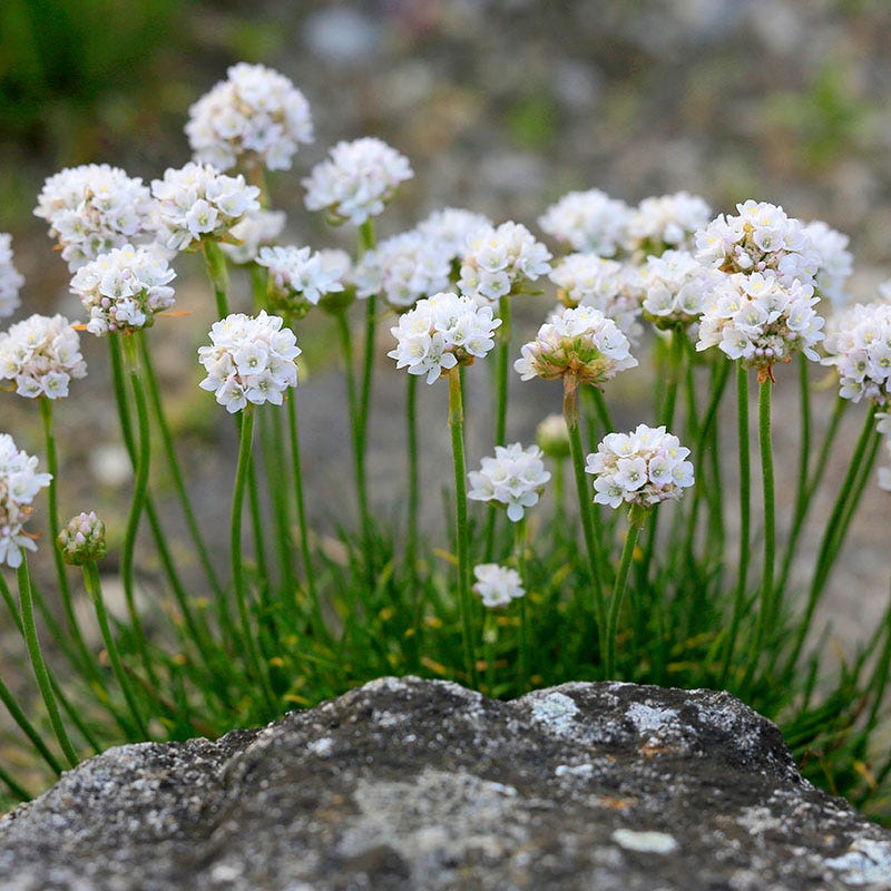  Morning Star White Armeria