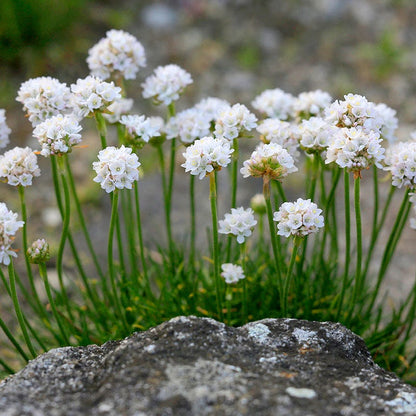  Morning Star White Armeria