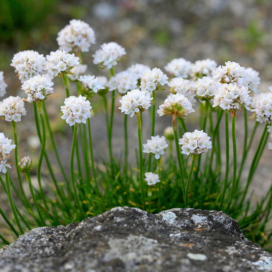  Morning Star White Armeria