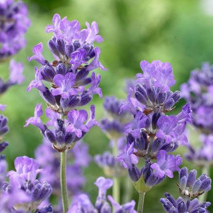  Munstead Violet English Lavender