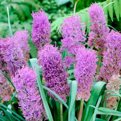  Stranger Than Fiction Flower Bulb Collection