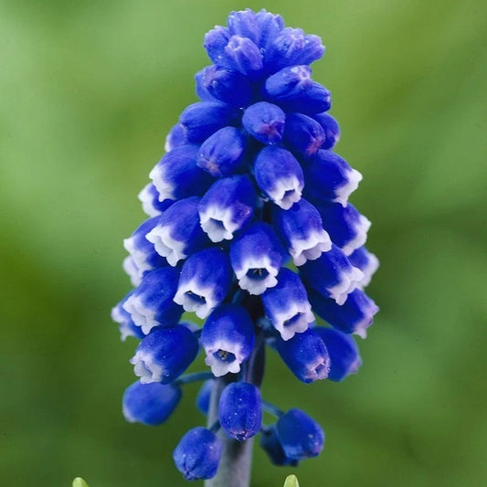  Dark Eyes Grape Hyacinth