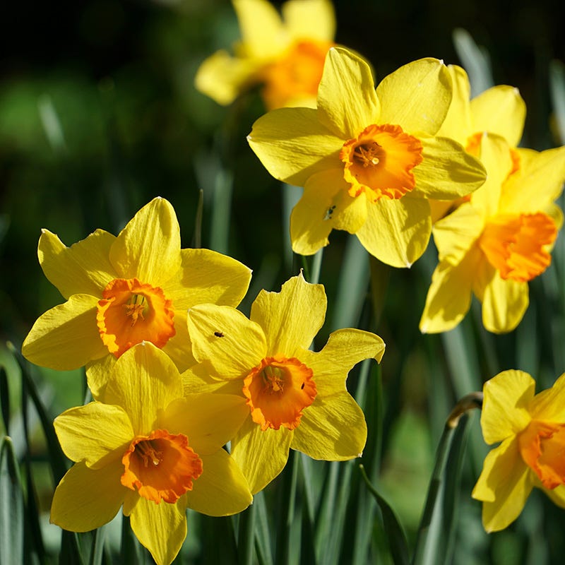  Fortissimo Large Cupped Daffodil